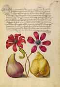 Poppy Anemones, Caterpillar, Fig, and Quince