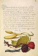 Hyacinth, Black Mulberry, and Caterpillar