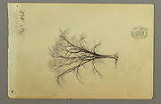 A Leafless Tree