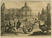 Birds at a water basin in the menagerie of Versailles