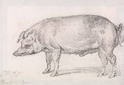 Hereford Boar