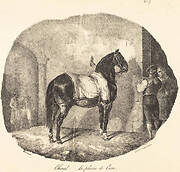 Cheval de la plaine de Caen