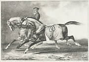 Two Dappled Horses Exercising