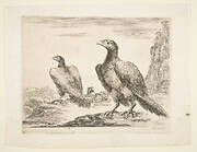 Two eagles, from 'Eagles'  (Les aigles)