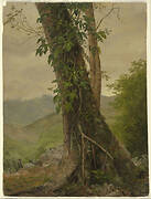 Tree with Vines, Jamaica, West Indies