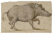 Grayish-Brown Wild Boar