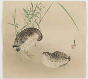 Two Quail