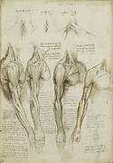 Recto: The bones and muscles of the leg. Verso: The muscles of the shoulder, arm and neck