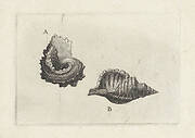 Schelpen, angaria delphinus (A) en cymatium pileare (B)