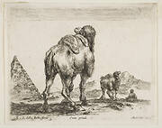 Plate 18: camel viewed from behind with pyramid at left, from 'Various animals' (Diversi animali)