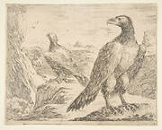 Two eagles, from 'Eagles'  (Les aigles)