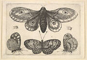 A  moth, three butterflies and two beetles