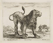 Plate 6: lion, from 'Various animals' (Diversi animali)