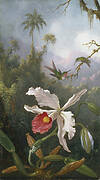 Two Hummingbirds Above a White Orchid