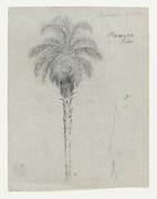 Botanical Sketch Showing Two Views of the Tamaca Palm