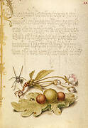 Spider, Sweet Cherry Flower, and English Oak Leaf with Galls