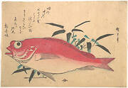 魚づくし|Medetai Fush and Sasaki Bamboo, from the series Uozukushi (Every Variety of Fish)