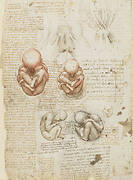 R: The fetus and the muscles attached to the pelvis. V: Studies of the fetus, related internal organs and the arm