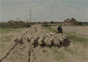 Sheep in Landscape