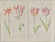 Double Page of a Tulip Book