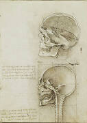 Recto: The skull sectioned. Verso: The cranium