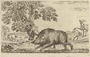 Boar Running to the Left