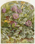 Red Clover with Butter-and-Eggs and Ground Ivy