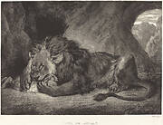 Lion of the Atlas Mountains (Lion de l'Atlas)