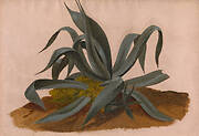 Study of an Agave