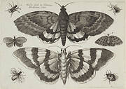 Muscarum scarabeorum ... varie figure. Plate 8. Three moths, a butterfly and four insects.