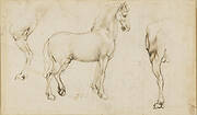 Studies of horses