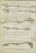 Recto: The bones of the foot. Verso: The bones and muscles of the arm