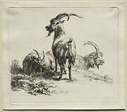 Animalia: Three Goats