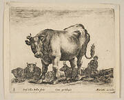 Plate 8: ox, from 'Various animals' (Diversi animali)