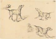 Five Studies of a French Pointer