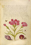 Insect, Sweet William, Spider, Marine Mollusk, and Eye of Santa Lucia