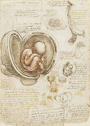 Recto: The fetus in the womb. Verso: Notes on reproduction, with sketches of a fetus in utero, etc.