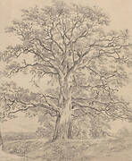 A Great Oak Tree