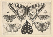 Five Butterflies, a Moth and Two Beetles