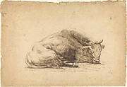 A Bull Sleeping