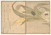 『画本虫撰』 「ひくらし」「くも」|Evening Cicada, Higurashi; Spider, Kumo, from the Picture Book of Crawling Creatures (Ehon mushi erami)